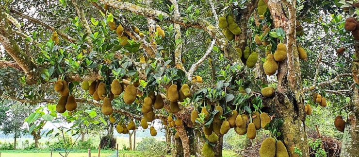 পাহাড়ে এবারেও কাঁঠালের বাম্পার ফলন