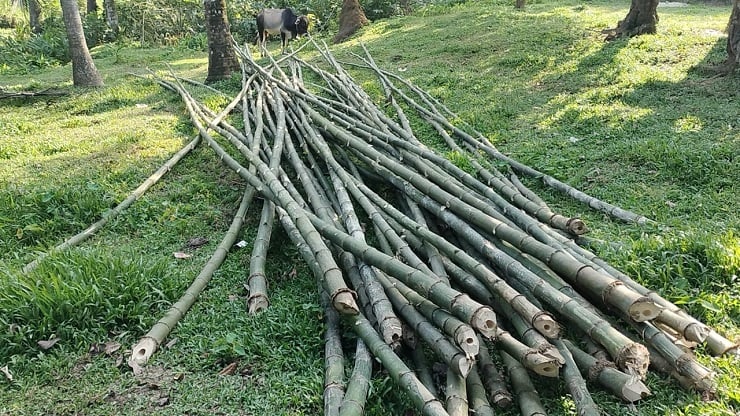 Los malhechores están cortando bambú de 20 acres de bosque en Satkhamir Bit