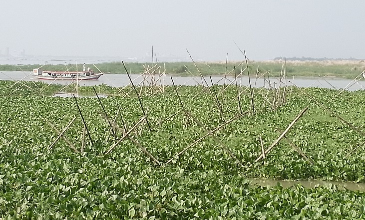 Arbustos prohibidos se extienden en el río y bloquean el flujo de agua: los pescadores en peligro