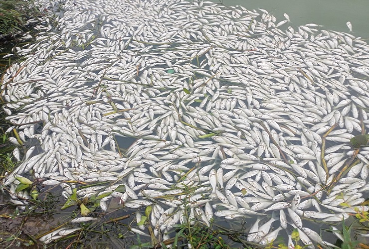 Acusado de matar peces por valor de Tk 8 lakh vertiendo veneno en la granja sin recibir suscripción