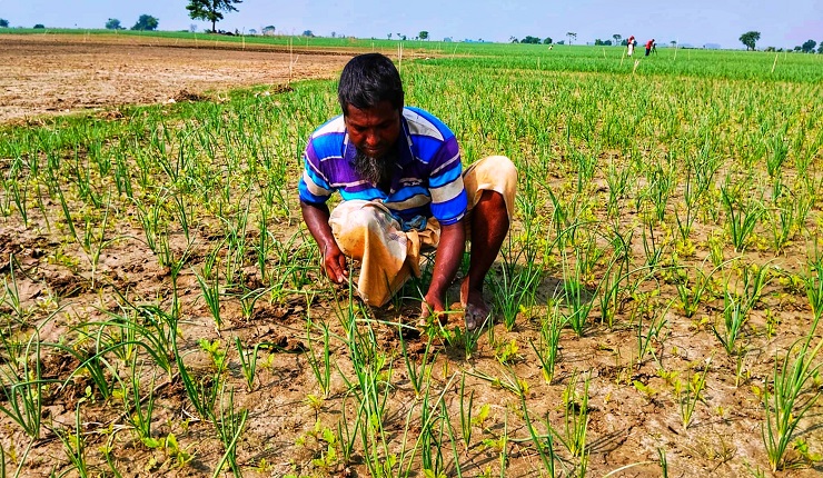 Las cosechas son escasas, los agricultores están preocupados por las cebollas podridas en Pabna